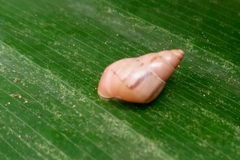 Drymaeus semistriatus