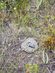 Hemachatus haemachatus