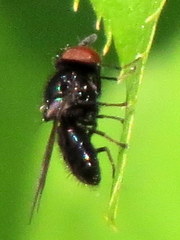 Lonchaea