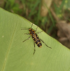 Xylotrechus subscutellatus