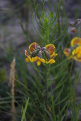 Lotononis fastigiata