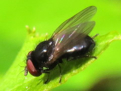 Lonchaea