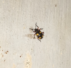 Eumorphus quadriguttatus pulchripes