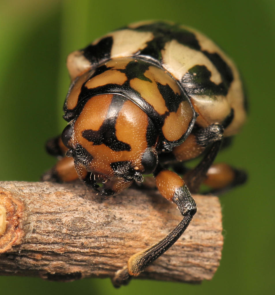 Euryope megacephala