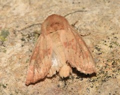 Luperina rubella