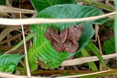 Helias phalaenoides
