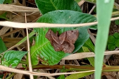 Helias phalaenoides