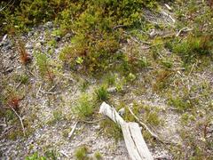 Diastella proteoides