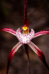 Caladenia chapmanii