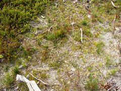 Diastella proteoides