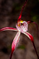Caladenia chapmanii