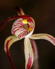 Caladenia chapmanii