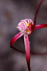 Caladenia chapmanii