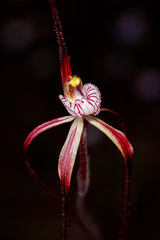 Caladenia chapmanii