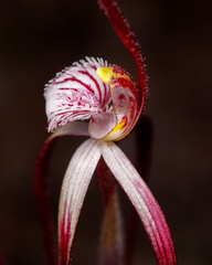 Caladenia chapmanii