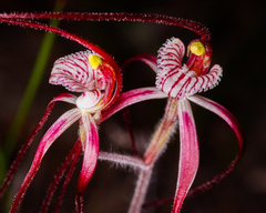 Caladenia chapmanii