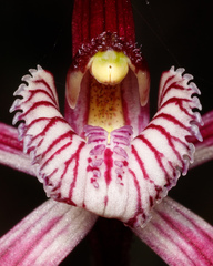 Caladenia chapmanii