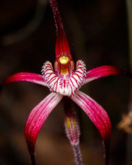 Caladenia chapmanii