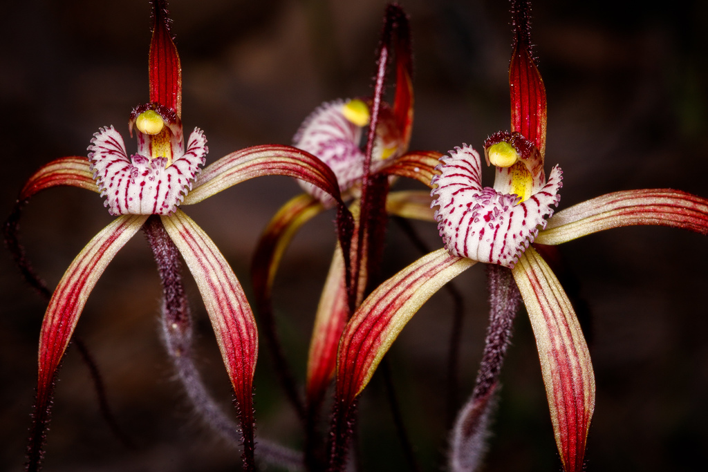 Caladenia chapmanii