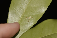 Aleurocanthus ceracroceus