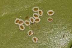 Aleurocanthus ceracroceus