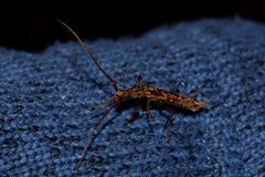Phlyctaenodes sordidus