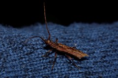 Phlyctaenodes sordidus