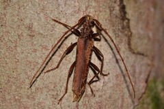 Phlyctaenodes sordidus