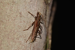 Phlyctaenodes sordidus