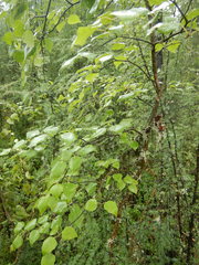 Betula platyphylla