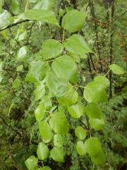 Betula platyphylla