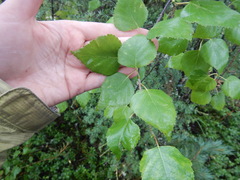 Betula platyphylla