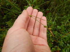 Carex globularis