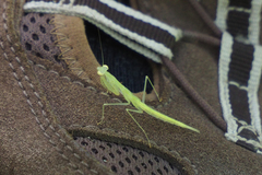 Sinomantis denticulata