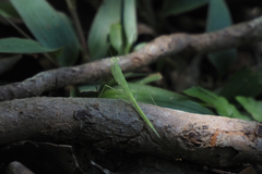 Sinomantis denticulata