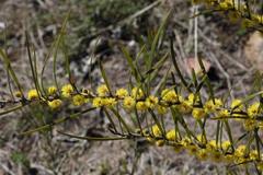 Acacia viscidula