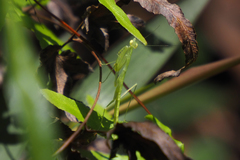 Sinomantis denticulata