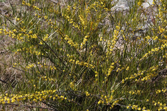Acacia viscidula