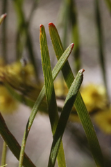 Acacia viscidula