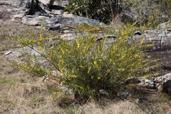 Acacia viscidula