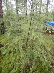 Larix gmelinii