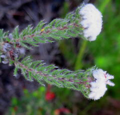 Phylica curvifolia