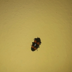 Episcapha quadrimacula