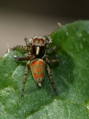 Maratus literatus