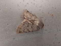 Epipsilia grisescens