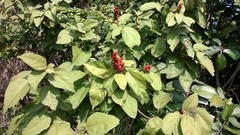 Mallotus philippensis