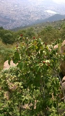 Mallotus philippensis