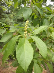 Mallotus philippensis