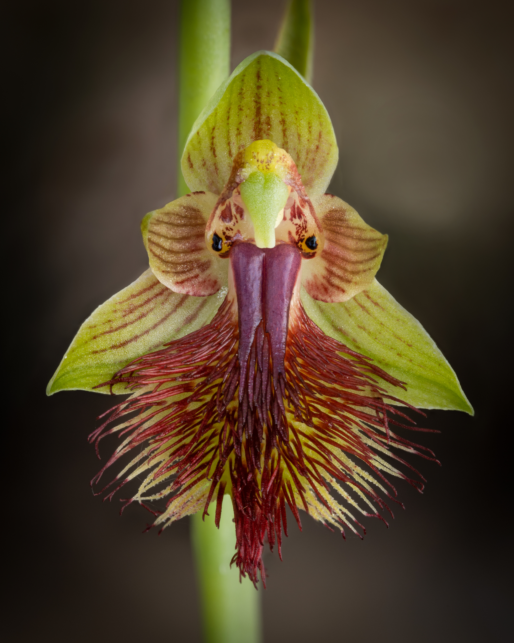 Calochilus