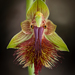 Beard Orchids - Photo (c) izakschoon, some rights reserved (CC BY-NC), uploaded by izakschoon